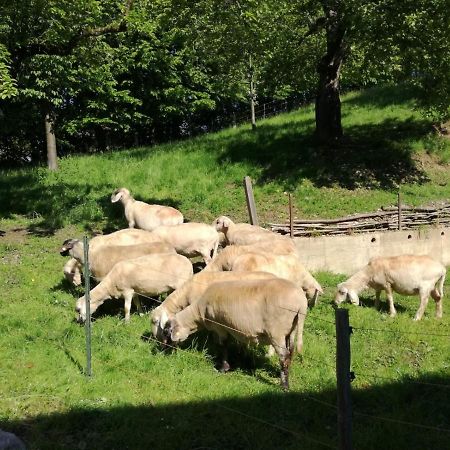 Landhof Ella - Ferienhaus Vor Den Toren Salzburgs Petting 外观 照片