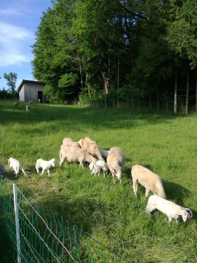 Landhof Ella - Ferienhaus Vor Den Toren Salzburgs Petting 外观 照片